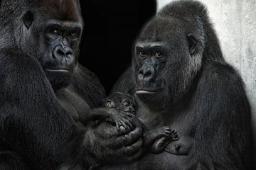 Familie Gorilla von Joachim G. Pinkawa