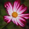 cosmos van lieve maréchal