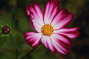 cosmos