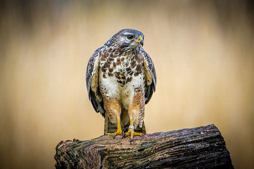 Ein Bussard, der sich ängstlich umsieht