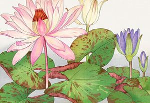 Zen - Lotus von Gisela- Art for You