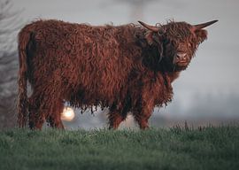 hooglander in de ochtend van natascha verbij