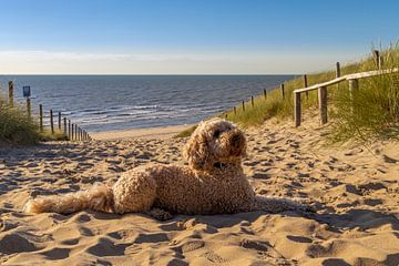 Golden Doodle am Strand