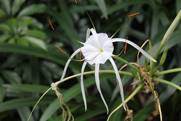 Witte bloem van Manon