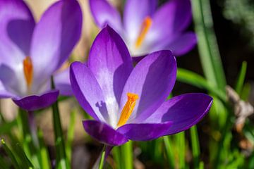 Purple crocus flowers in spring, park by Animaflora PicsStock