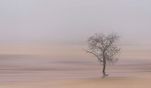 Alone in the dunes...