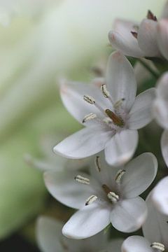 Little flower van Monique Dijkgraaf