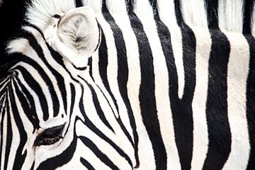 Faszinierendes Zebra-Streifenmuster von De wereld door de ogen van Hictures