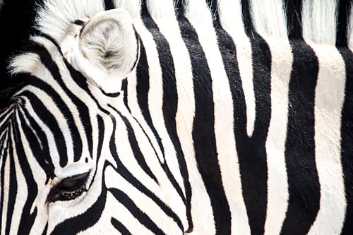 Fascinerend streepjespatroon van de zebra