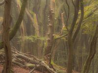 Dansende bomen.