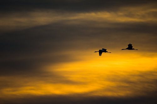 Kraanvogels in Diepholz