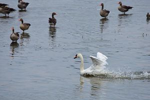 Ein Schwan in Aktion