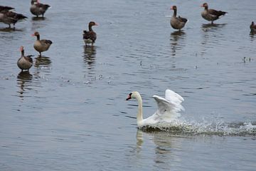 A swan in action by Gerard de Zwaan