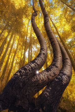 The curved aspens by Martin Podt