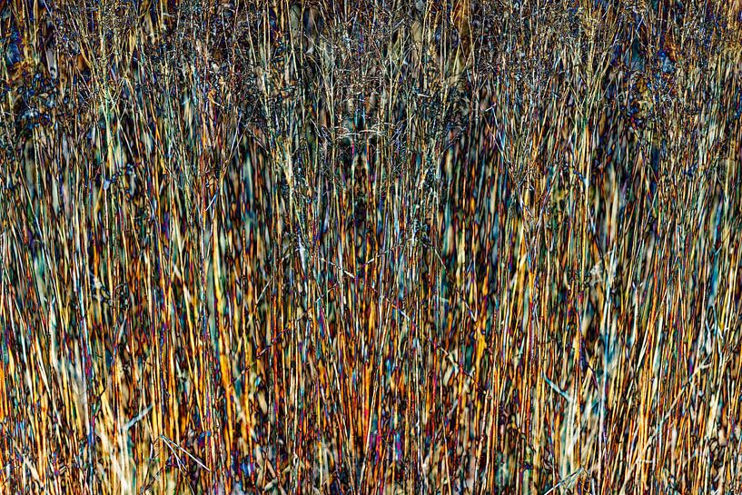 Abstract reeds 3 by Pieter van Roijen