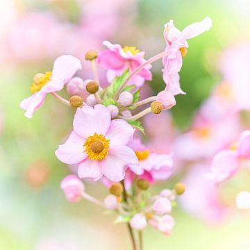 Close-up van roze bloemen