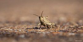 Giant Locust by VIDEOMUNDUM