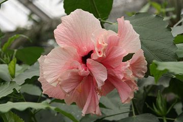 Bloem, roze Hibiscus van Marianne van den Bogaerdt