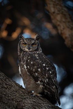 Nahaufnahme einer Eule in einem Baum in Hermanus von Teun Janssen