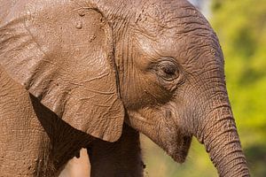  Junger Elefant von Francis Dost