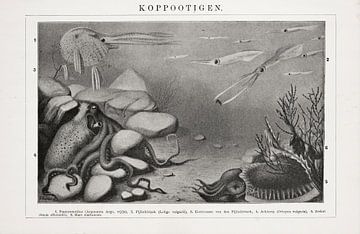 Antieke plaat met kop-potigen (inktvissen) van Studio Wunderkammer