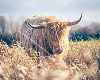 Scottish Highlander - "Nose of the salmon"