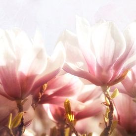 Magnolia bloesems van Claudia Moeckel