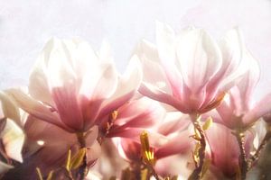 Magnolienblüten