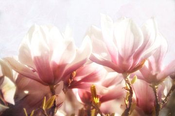 Magnolia bloesems van Claudia Moeckel