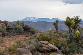 Joshua Tree National Park America by Linda Schouw
