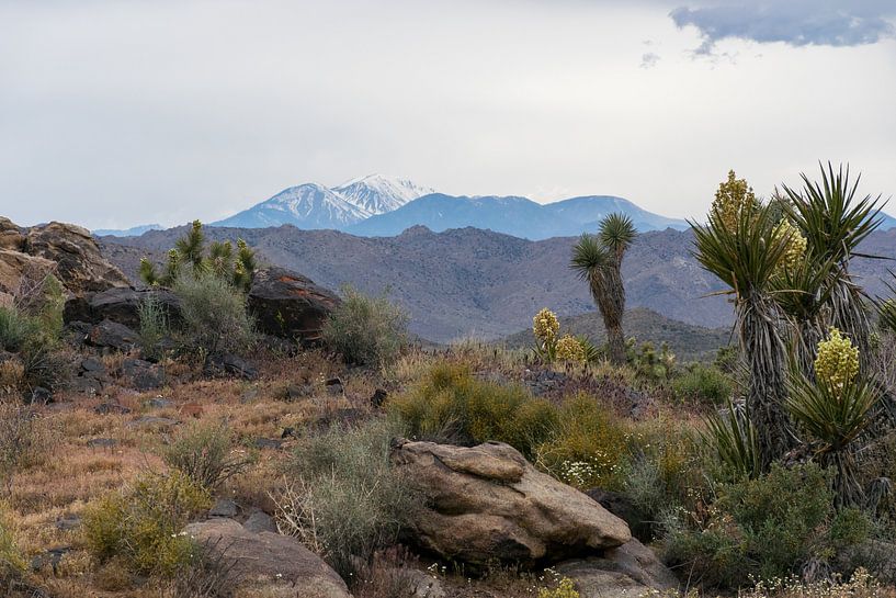 Joshua Tree National Park Amerika van Linda Schouw