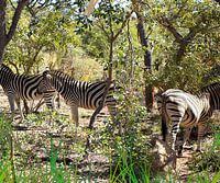 Zebra's of Africa