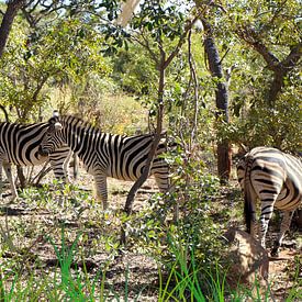 Zebra's of Africa by Inger Art & Design