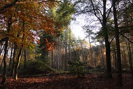 La couleur du temps sur I.A. Tomassen