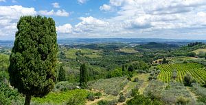 Weinberge in der Toskana Landschaftspanorama- Italien Reiseführer