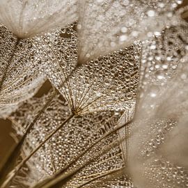 Un carré avec les tons bruns et chauds d'un Tragopogon sur Marjolijn van den Berg