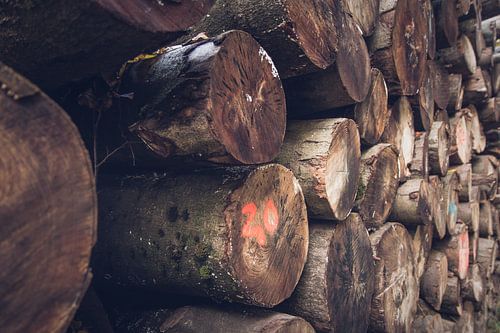 Pile de troncs d'arbres