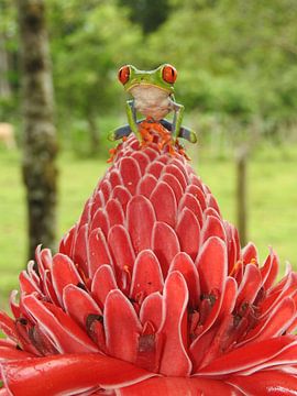 Roodoog boom kikkertje Costa Rica van Daniëlle van der meule