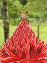 Roodoog boom kikkertje Costa Rica by Daniëlle van der meule thumbnail