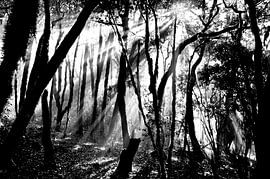 NEBELWALD 2