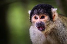 Squirrel monkey by Rob Boon