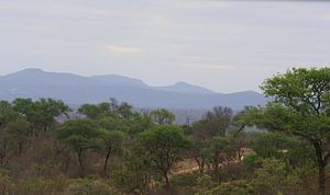 Kruger Park von Marjolein Martens