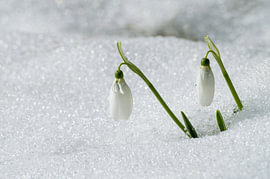Witte sneeuwklokjes onder de sneeuw aan het einde van de winter van Milcho Milev