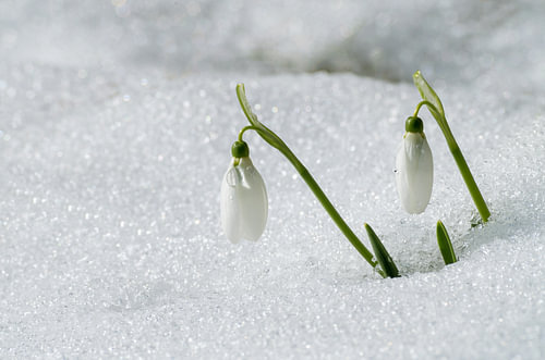 Witte sneeuwklokjes onder de sneeuw aan het einde van de winter