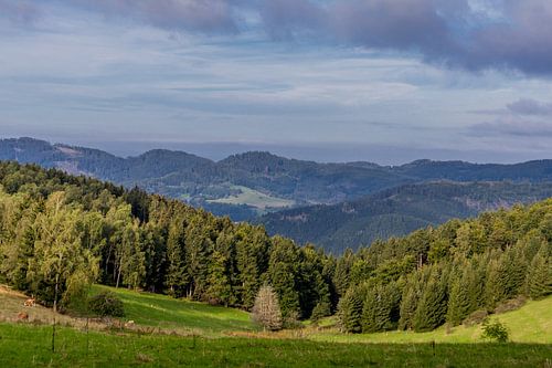 Wunderschönes Wanderparadies am Rennsteig/Thüringer Wald