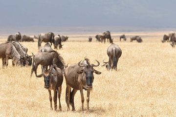 Kudde gnoes in Afrika by Elles Rijsdijk