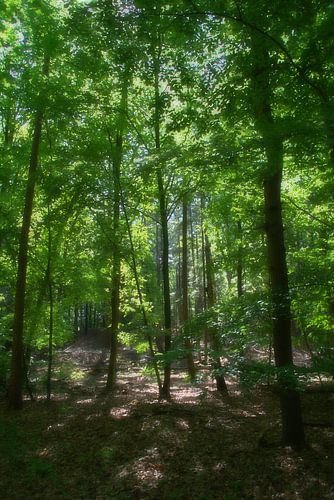 Zonlicht valt zacht tussen de bomen.