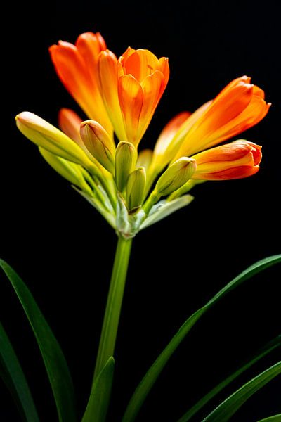 Une seule photo de Clivia. par Huub de Bresser