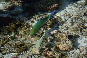 Eine Blauflossenmakrele und ein Rotmeerziegenfisch