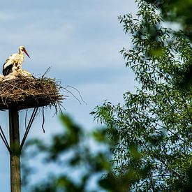 Storch mit Jungtieren von Jefry Deuze